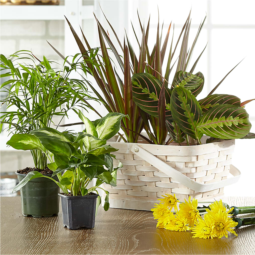 Florist Designed Blooming and Green Plants in a Basket – FORGET ME NOT FLOWERS & GIFTS, Walnut Creek CA