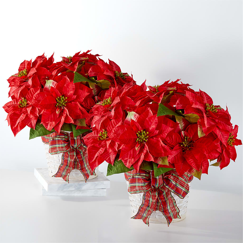 Happiest Holidays Poinsettia Bundle – FORGET ME NOT FLOWERS & GIFTS, Walnut Creek CA
