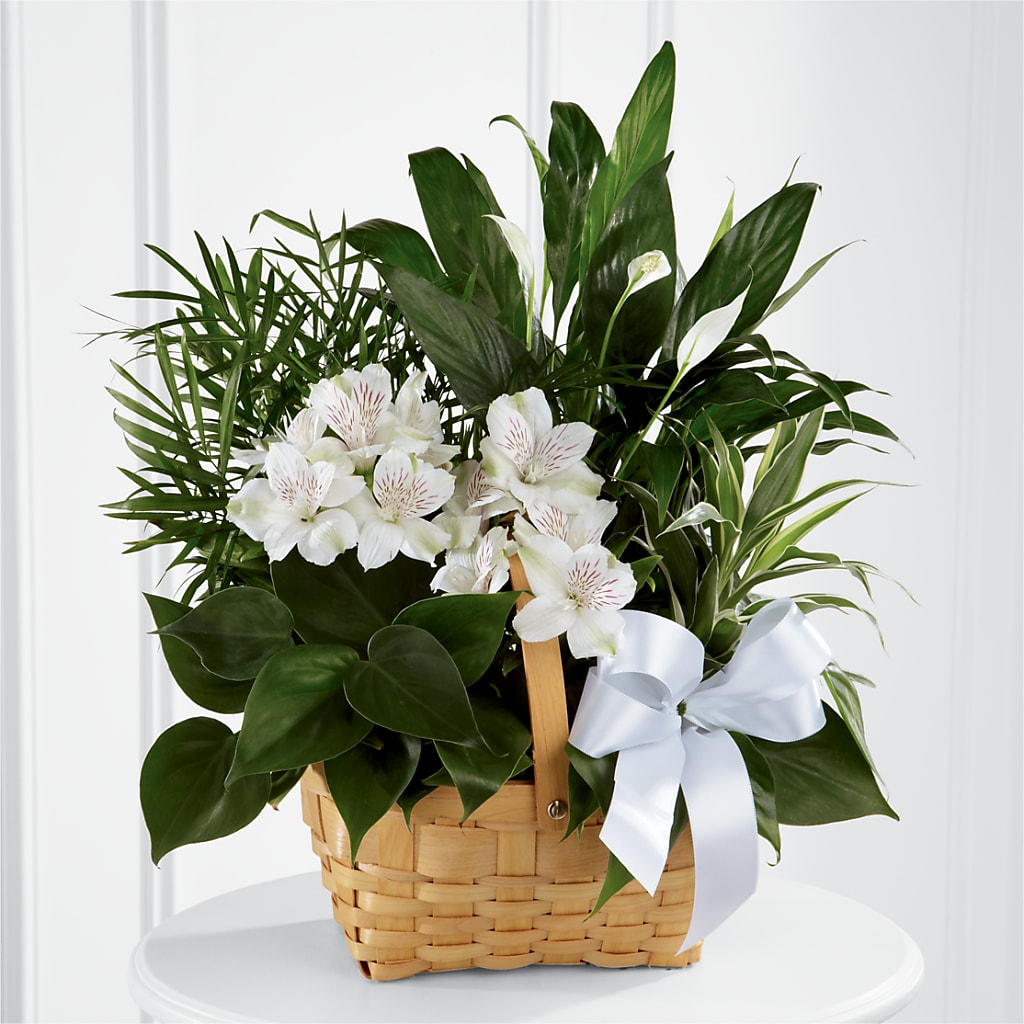 Peace & Serenity Dishgarden – FORGET ME NOT FLOWERS & GIFTS, Walnut Creek CA