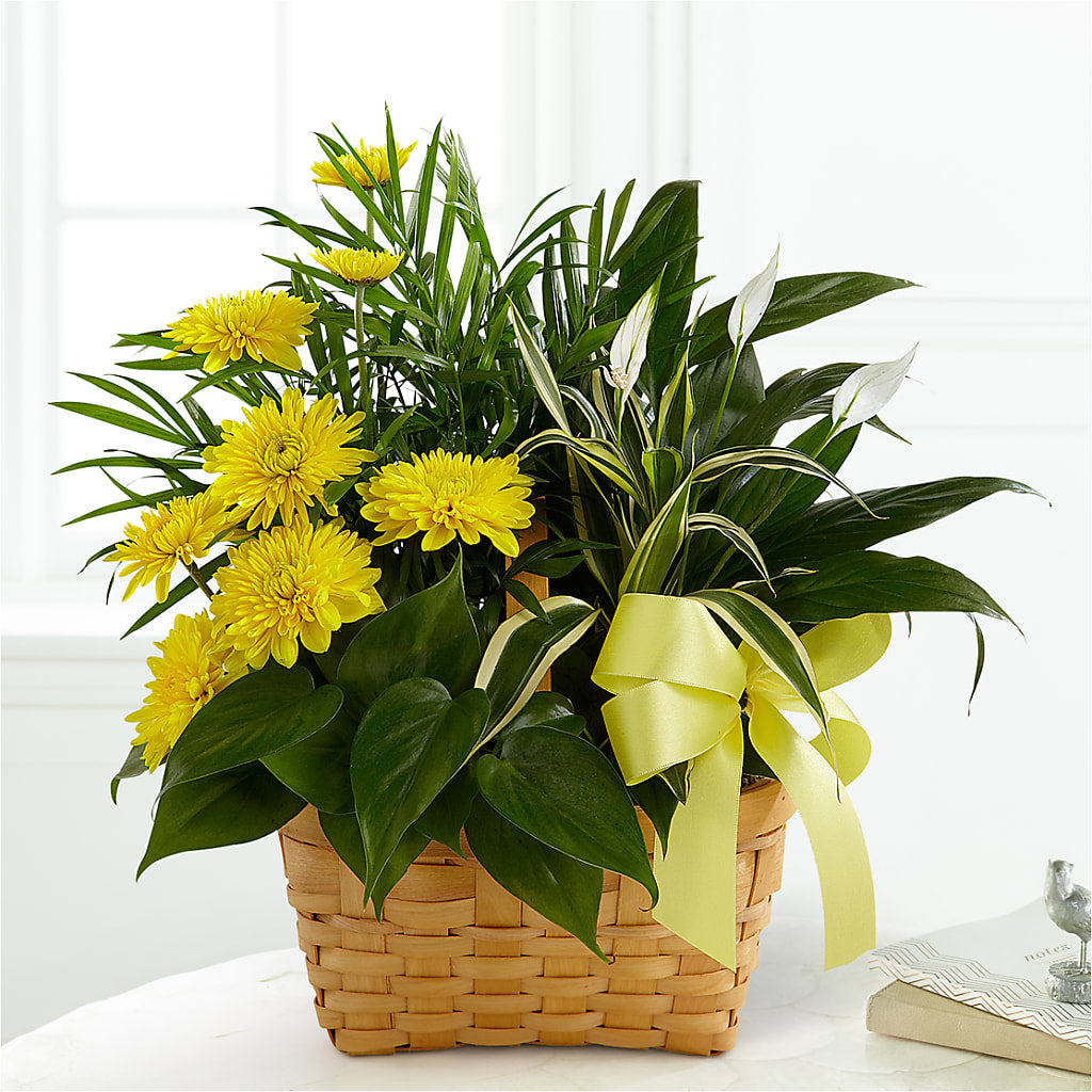 Loving Light Dishgarden – FORGET ME NOT FLOWERS & GIFTS, Walnut Creek CA