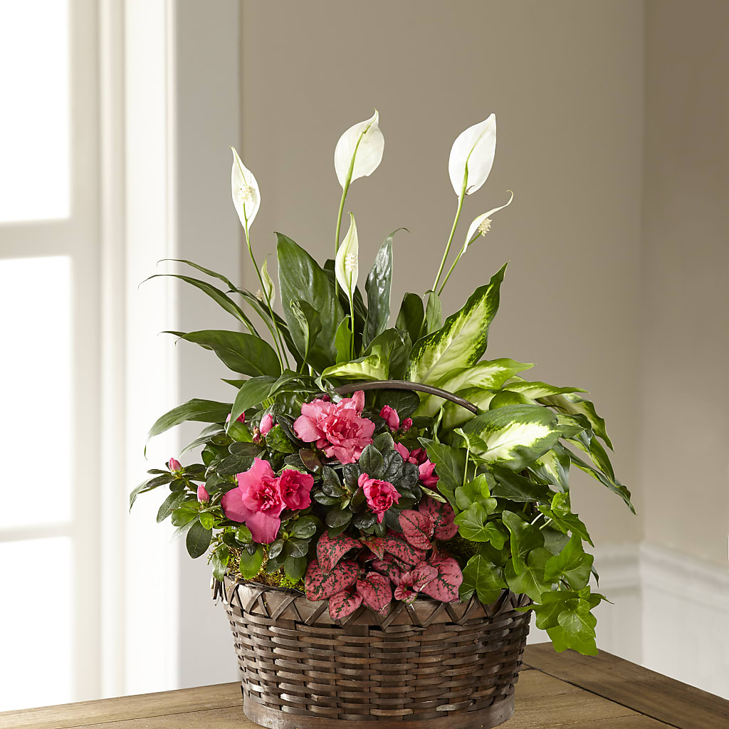 Dream in Pink Dishgarden – FORGET ME NOT FLOWERS & GIFTS, Walnut Creek CA