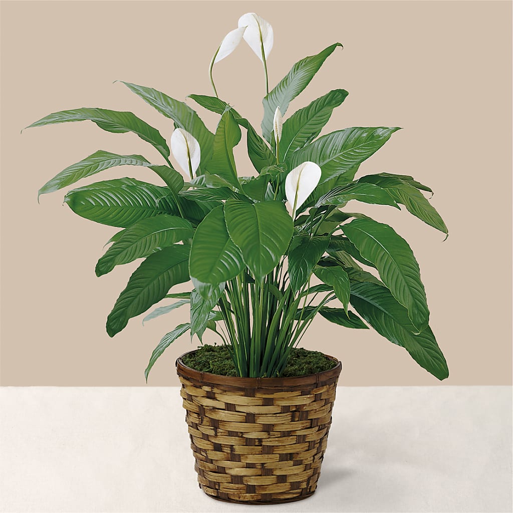 Tranquil Moments Peace Lily Plant – FORGET ME NOT FLOWERS & GIFTS, Walnut Creek CA