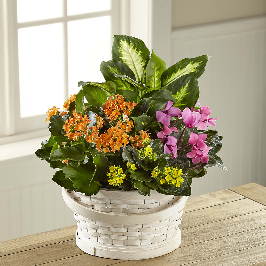 Color Crush Dishgarden – FORGET ME NOT FLOWERS & GIFTS, Walnut Creek CA