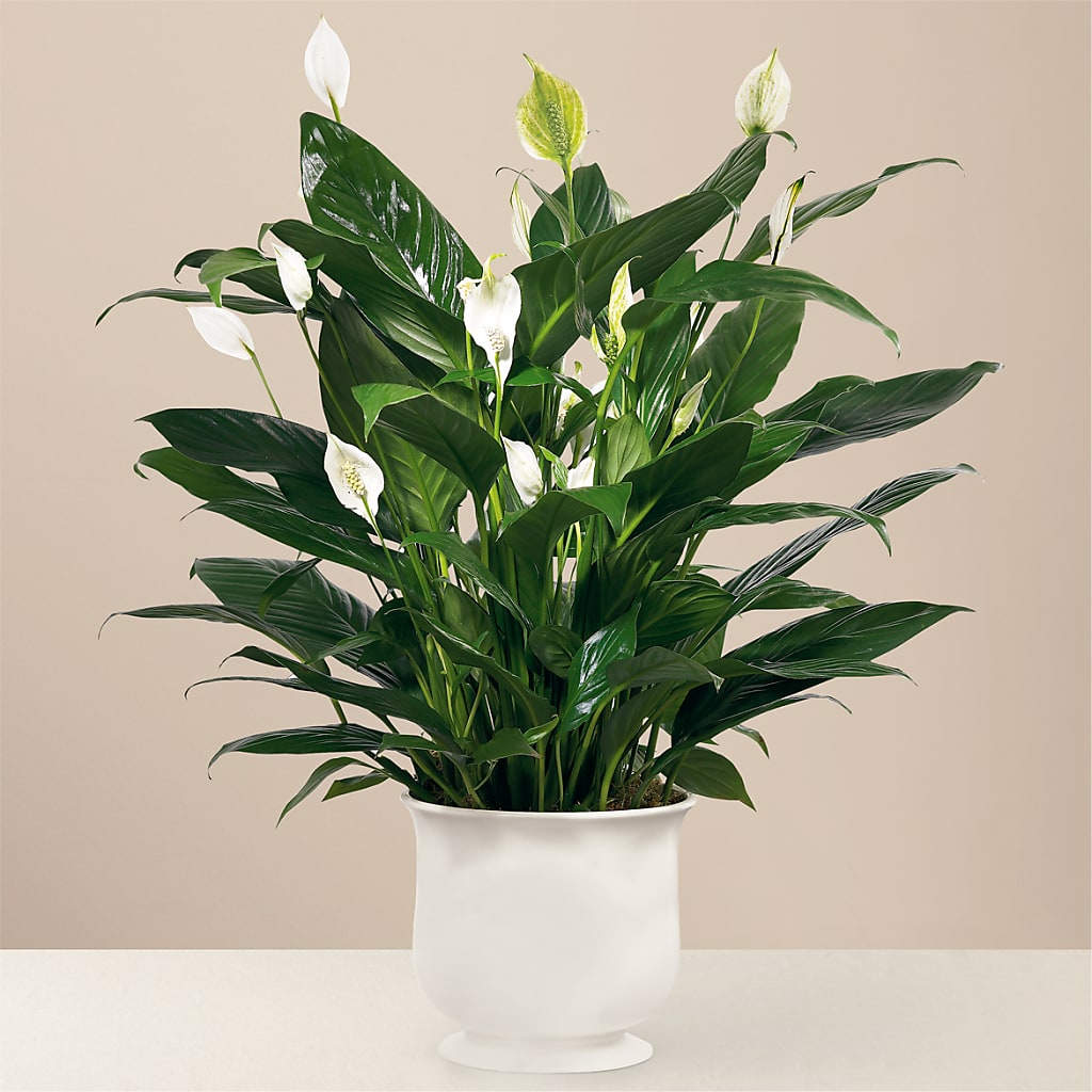 Comfort Planter – FORGET ME NOT FLOWERS & GIFTS, Walnut Creek CA