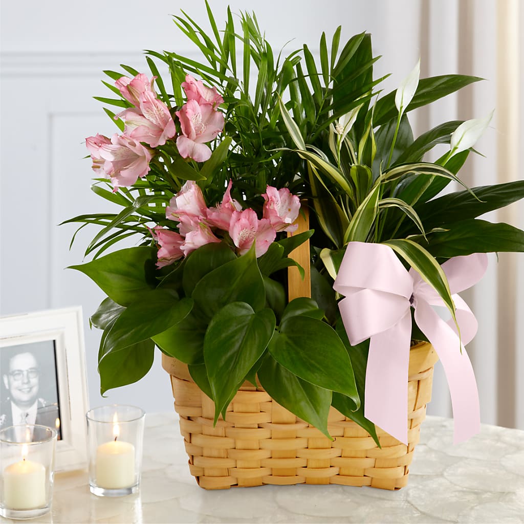 Living Spirit Dishgarden – FORGET ME NOT FLOWERS & GIFTS, Walnut Creek CA