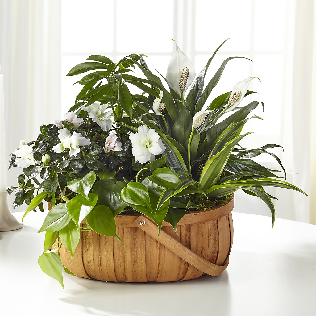 Serene Dishgarden – FORGET ME NOT FLOWERS & GIFTS, Walnut Creek CA