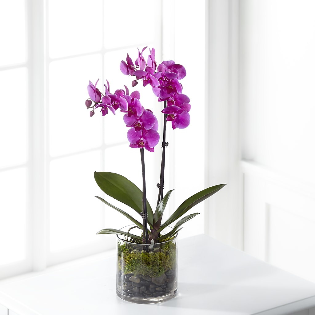 Pink Orchid Plant – FORGET ME NOT FLOWERS & GIFTS, Walnut Creek CA
