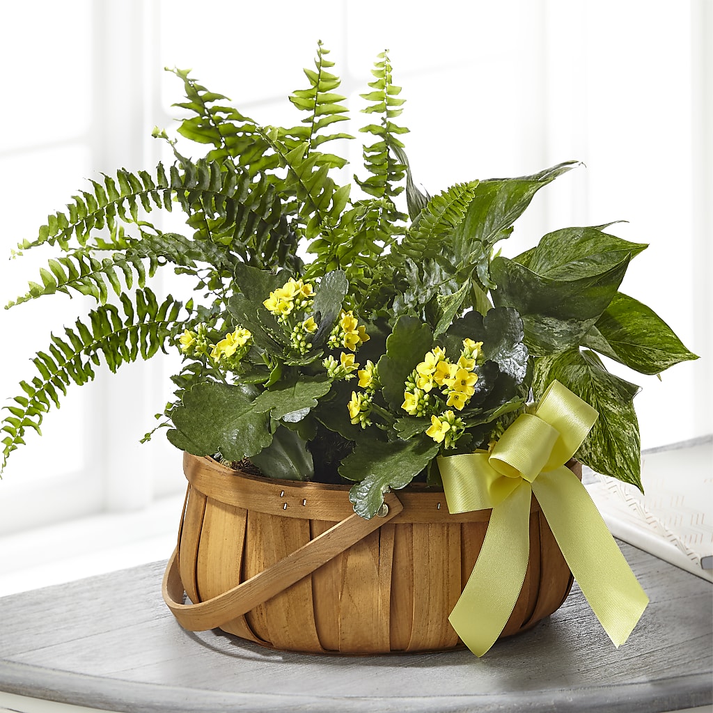 Always Dear Dishgarden – FORGET ME NOT FLOWERS & GIFTS, Walnut Creek CA