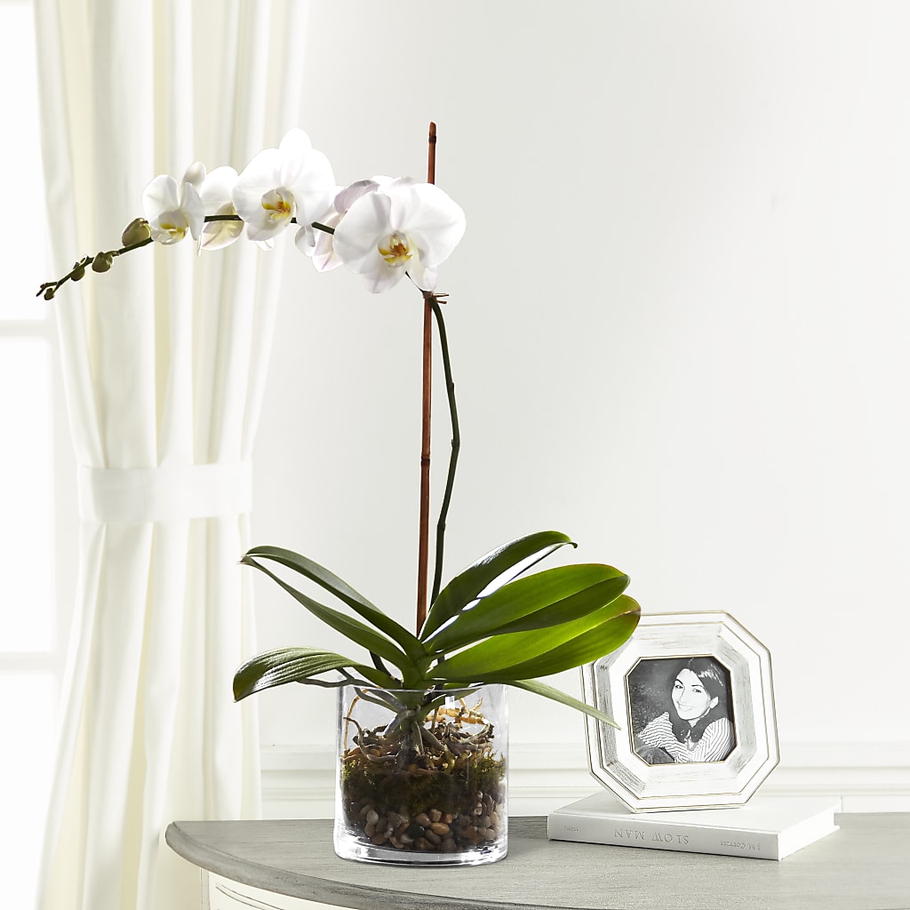 White Orchid Planter – FORGET ME NOT FLOWERS & GIFTS, Walnut Creek CA