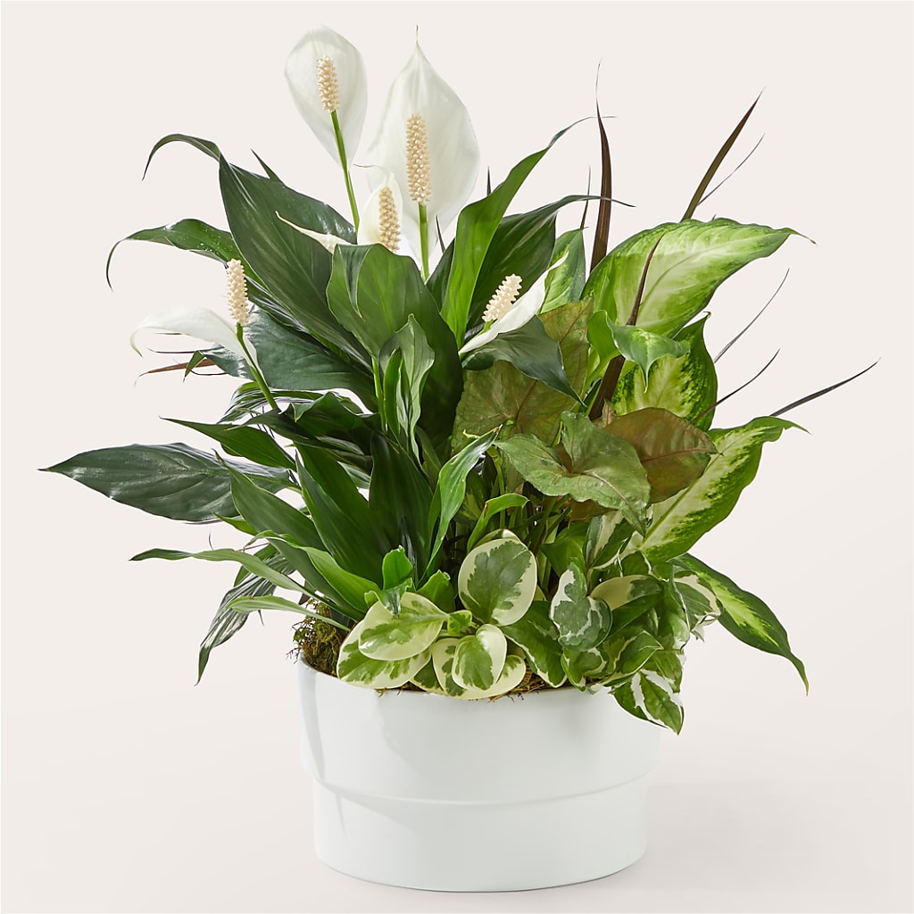Radiating Positivity Dishgarden – FORGET ME NOT FLOWERS & GIFTS, Walnut Creek CA
