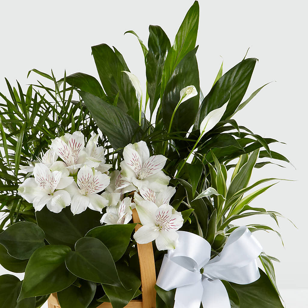 Peace & Serenity Dishgarden – FORGET ME NOT FLOWERS & GIFTS, Walnut Creek CA