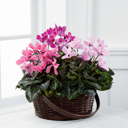Mixed Cyclamen Planter – FORGET ME NOT FLOWERS & GIFTS, Walnut Creek CA