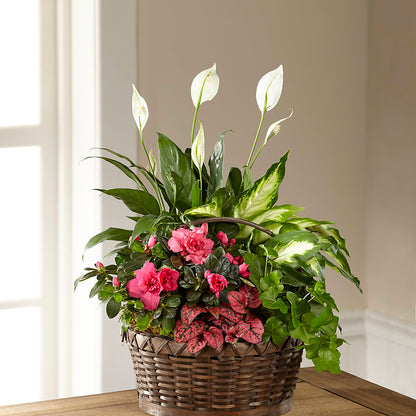 Dream in Pink Dishgarden – FORGET ME NOT FLOWERS & GIFTS, Walnut Creek CA