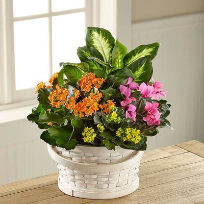 Color Crush Dishgarden – FORGET ME NOT FLOWERS & GIFTS, Walnut Creek CA