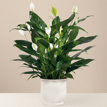 Comfort Planter – FORGET ME NOT FLOWERS & GIFTS, Walnut Creek CA