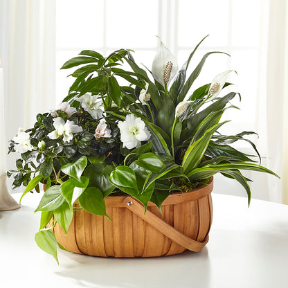Serene Dishgarden – FORGET ME NOT FLOWERS & GIFTS, Walnut Creek CA