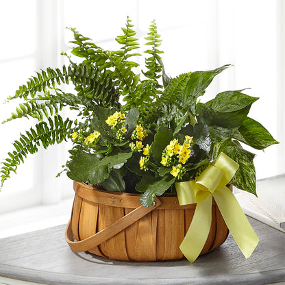 Always Dear Dishgarden – FORGET ME NOT FLOWERS & GIFTS, Walnut Creek CA