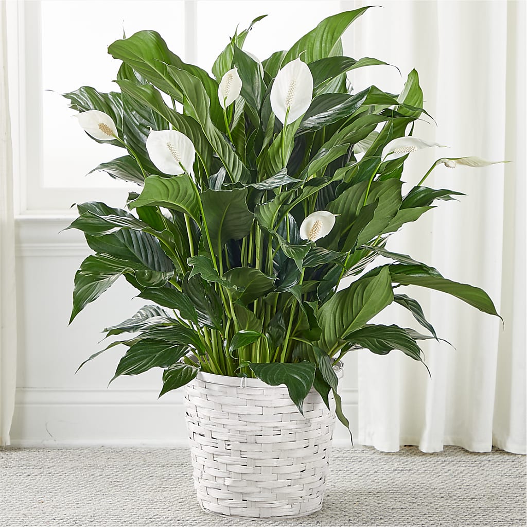 peace lily flowers are green not white A New Leaf Peace Lily – white flower arrangement | Walnut Creek, CA