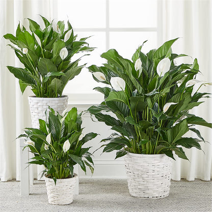 A New Leaf Peace Lily – FORGET ME NOT FLOWERS & GIFTS, Walnut Creek CA
