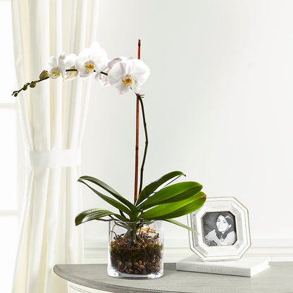 White Orchid Planter – FORGET ME NOT FLOWERS & GIFTS, Walnut Creek CA