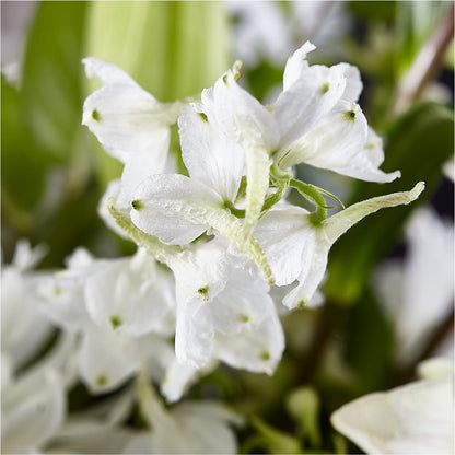 Classic Ivory – A Florist Original – FORGET ME NOT FLOWERS & GIFTS, Walnut Creek CA